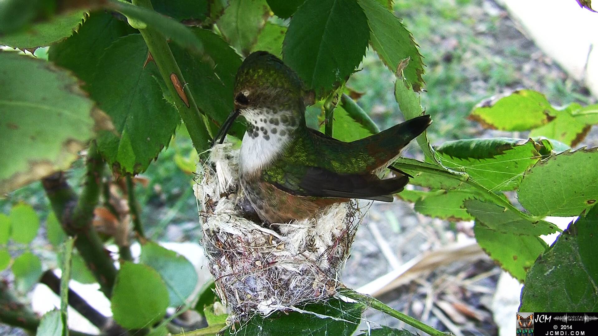Allen's Hummingbird female in nest 